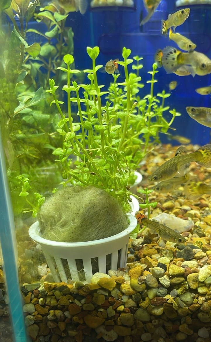 Lindernia rotundifolia variegada