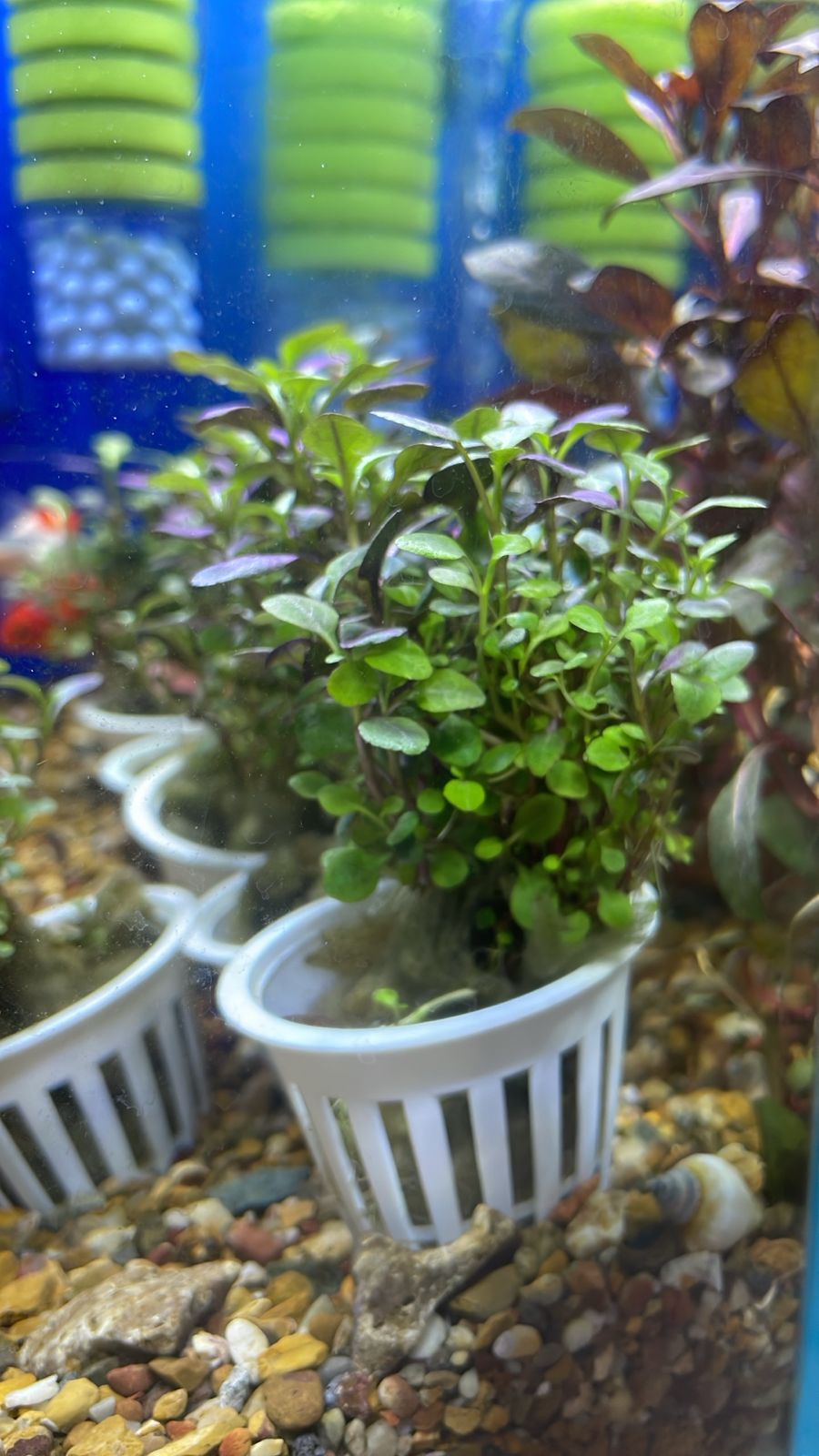Lobelia cardinalis "mini"