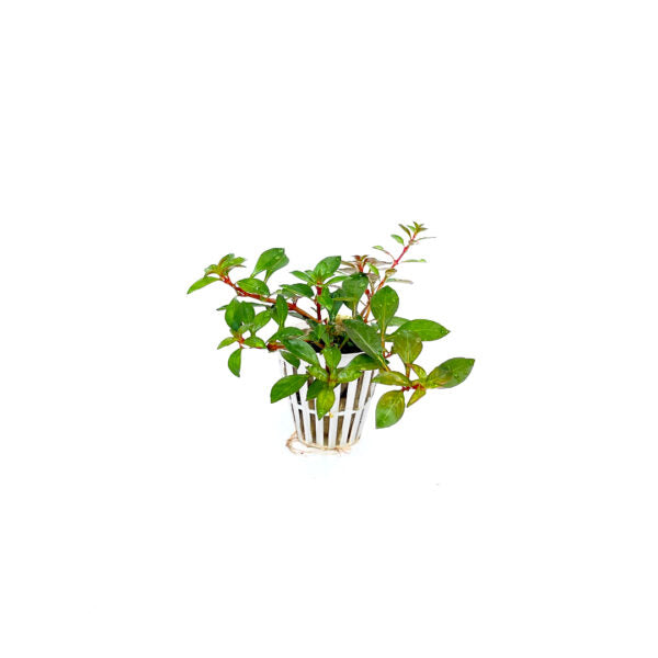 Ludwigia Ovalis