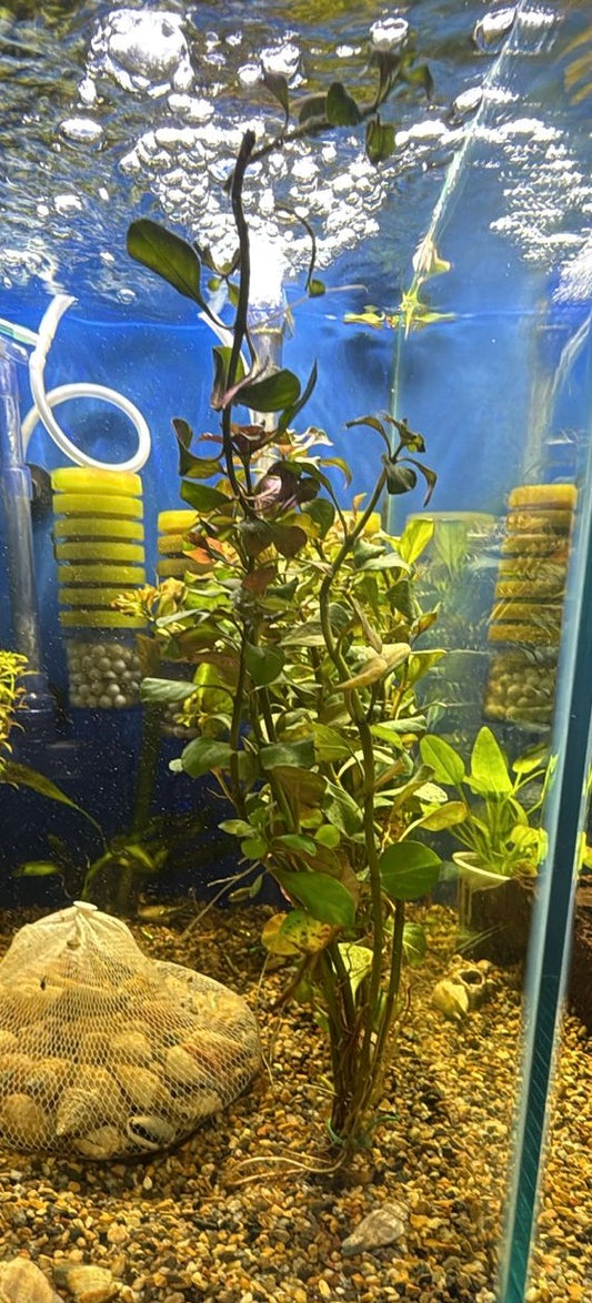 Ludwigia Ovalis