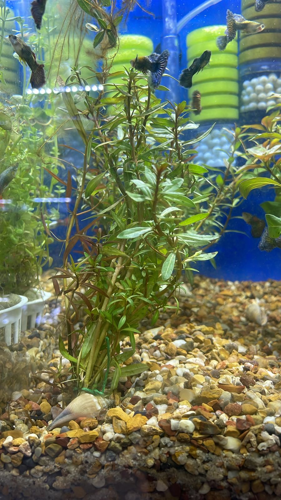 Ludwigia arcuata