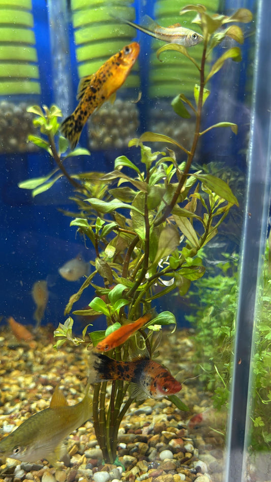 Ludwigia inclinata var. cuba