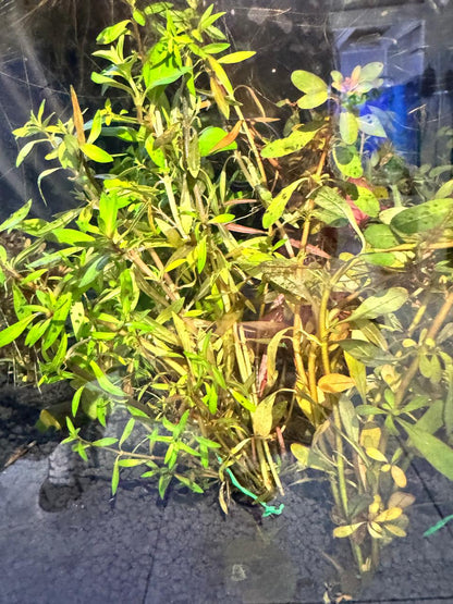 Ludwigia repens var. arcuata