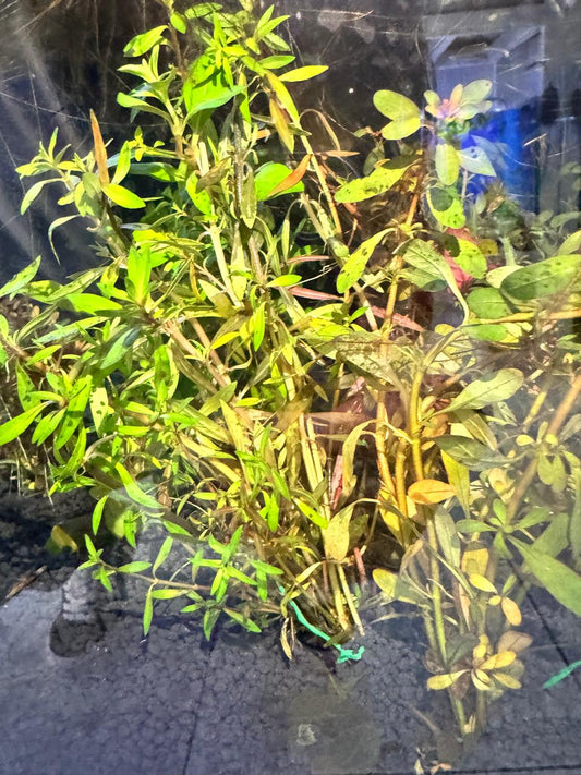 Ludwigia repens var. arcuata