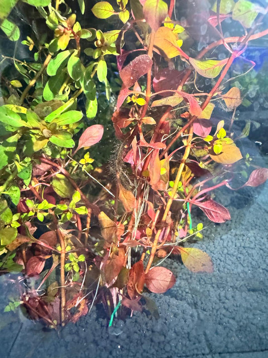 Ludwigia sp. Red