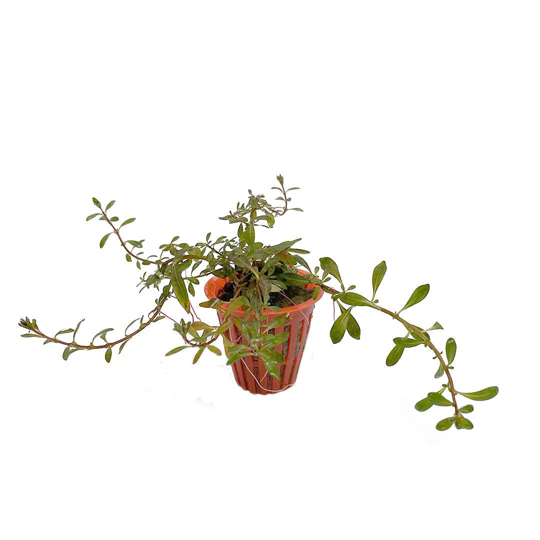 Ludwigia inclinata red