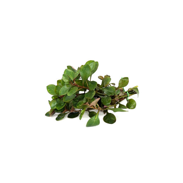 Ludwigia repens