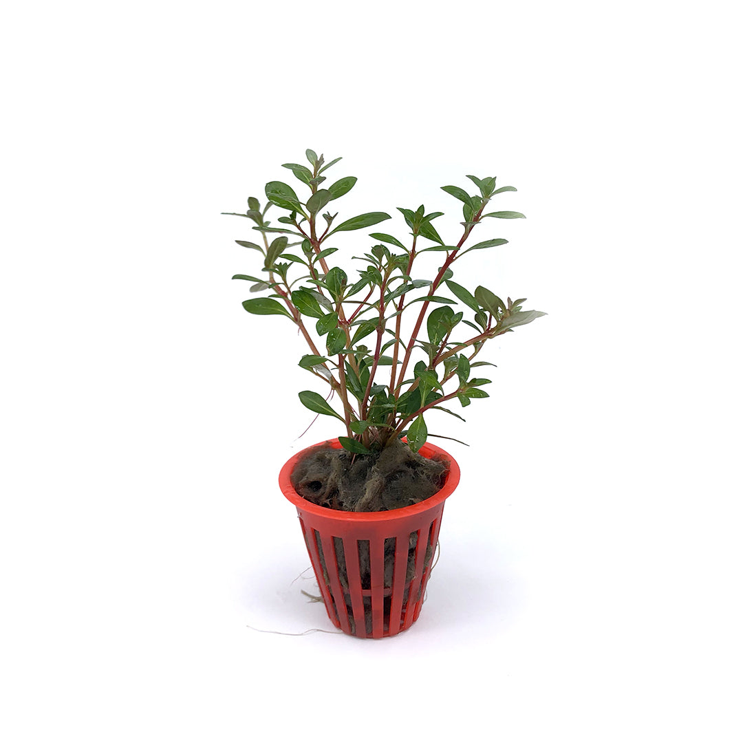 Ludwigia repens var. arcuata