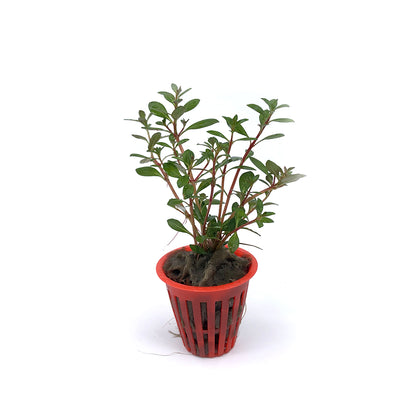 Ludwigia repens var. arcuata