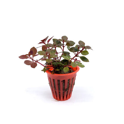 Ludwigia sp. Red