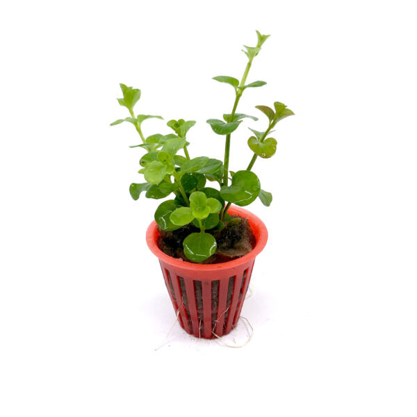 Lysimachia nummularia (Lloydiela golden)