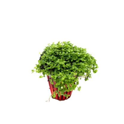 Micranthemum montecarlo