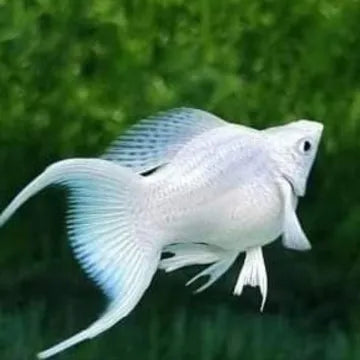 Molly globo platinium