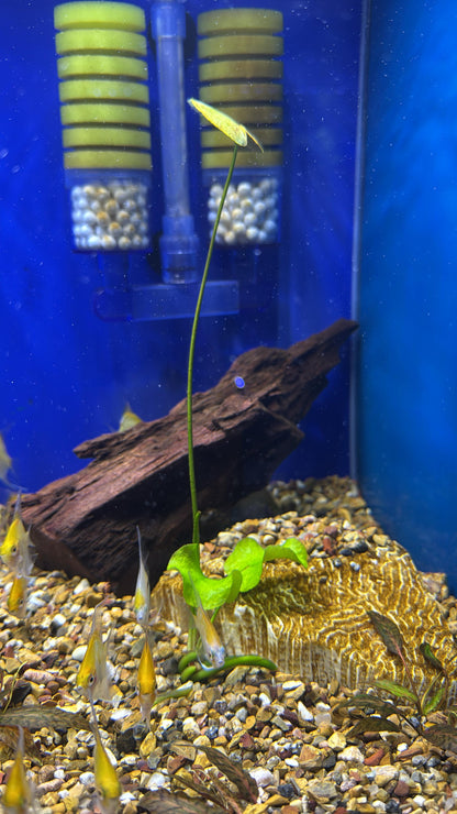 Nymphoides aquatica (bananitos)