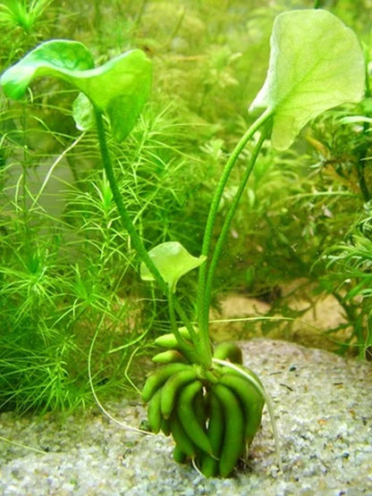 Nymphoides aquatica (bananitos)