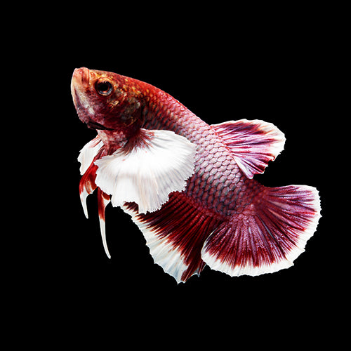 Betta hembra dumbo