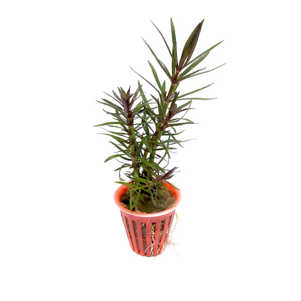 Pogostemon stellatus