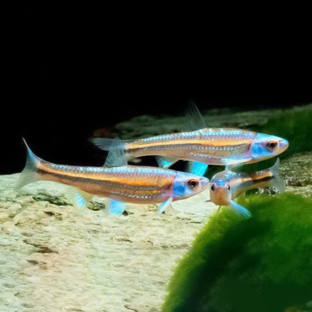 Rainbow shiner