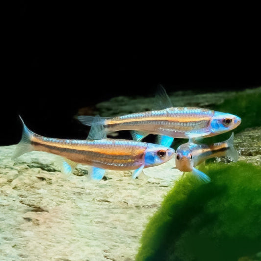 Rainbow shiner