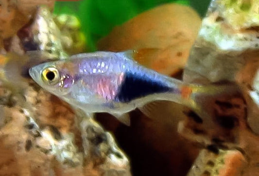 Rasbora Purple