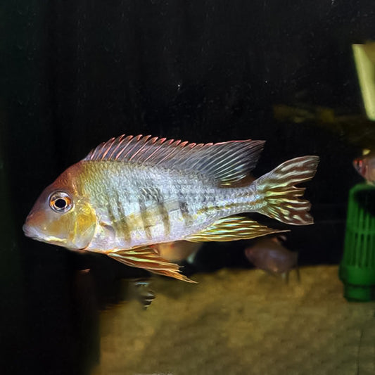 Red tapajo