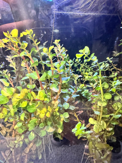Rotala macandra mini tipo 4