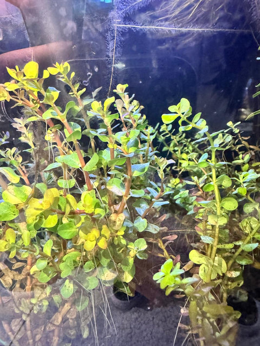 Rotala macandra mini tipo 4