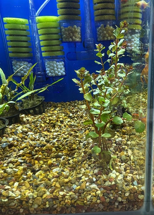 Rotala macrandra "Bangladesh”