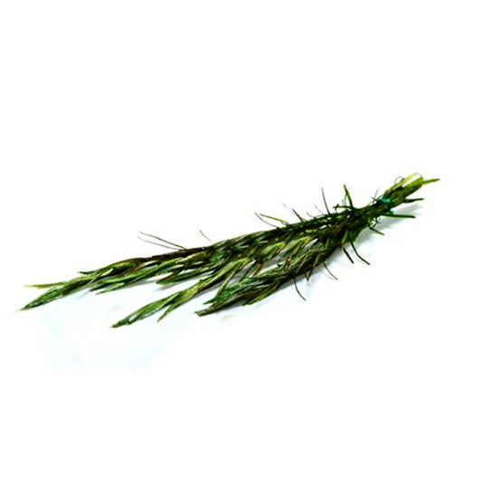 Rotala nanjenshan