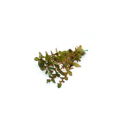 Rotala macandra mini tipo 4