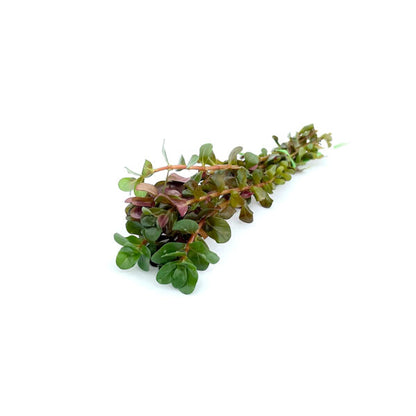 Rotala macrandra "Bangladesh”