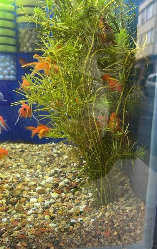 Rotala nanjenshan