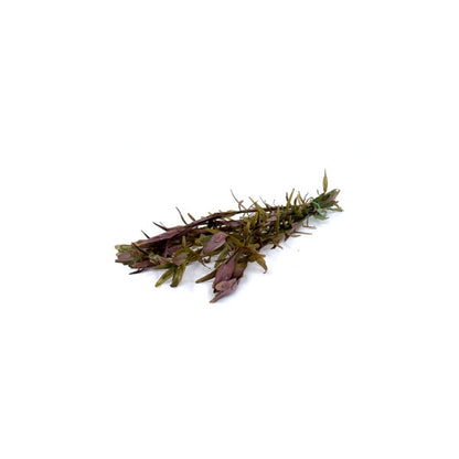 Rotala rotundifolia