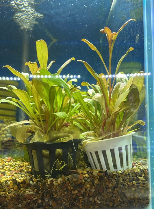 Samolus parviflorus