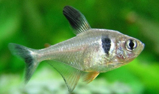 Tetra black phantom