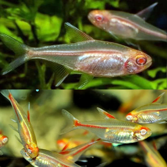 Tetra glow albino