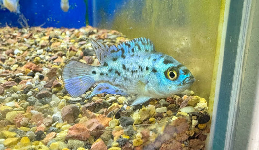 Blue dempsey