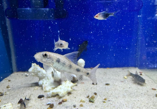 Garrarufa hibrida