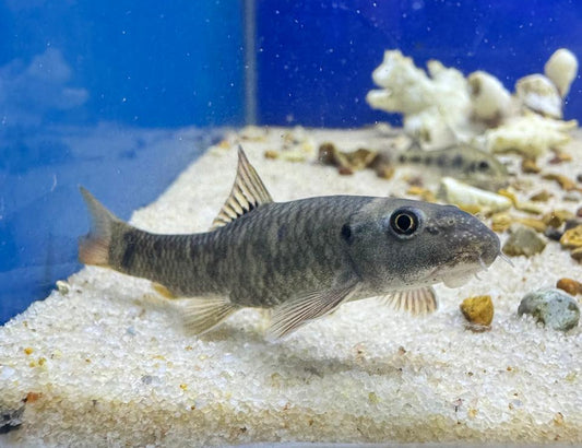 Garrarufa