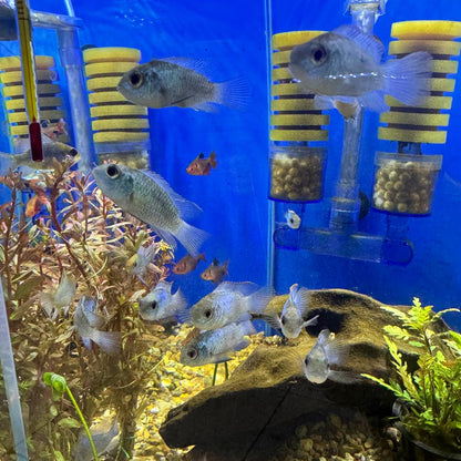 Pez Ramirezi Acara Blue
