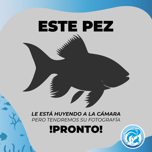 Escalar paraiba