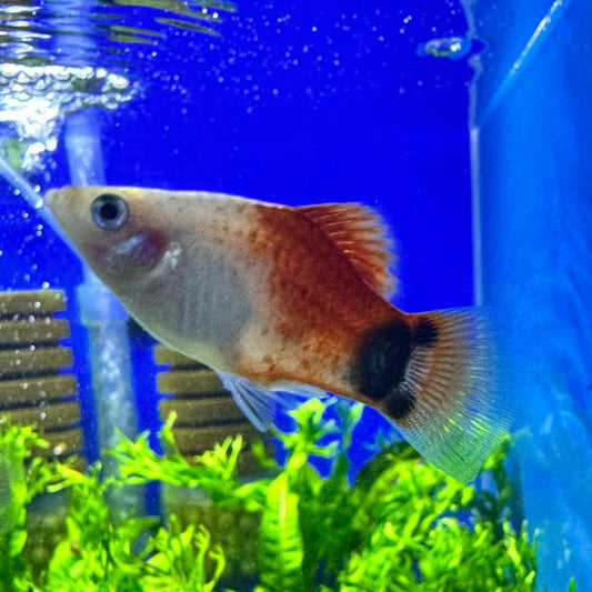 Platys monkey