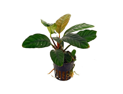 Anubia coffeefolia