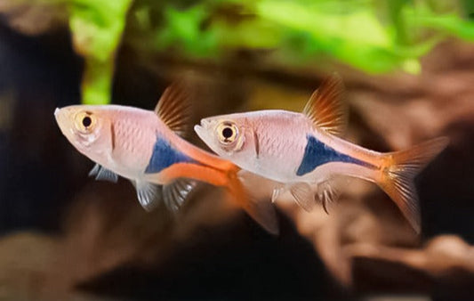 Rasbora Arlequin