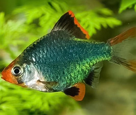 Barbus verde militar o verde musgo