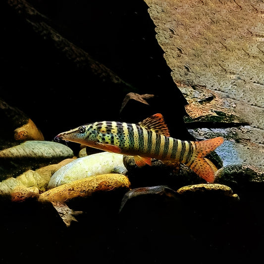 Berdmorei