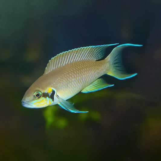 Brichardi