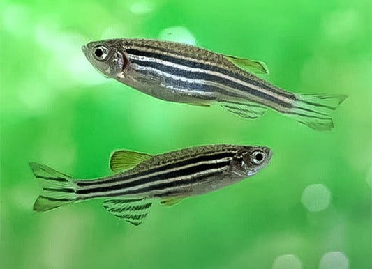Cebras