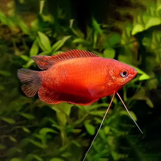 Colisa Roja