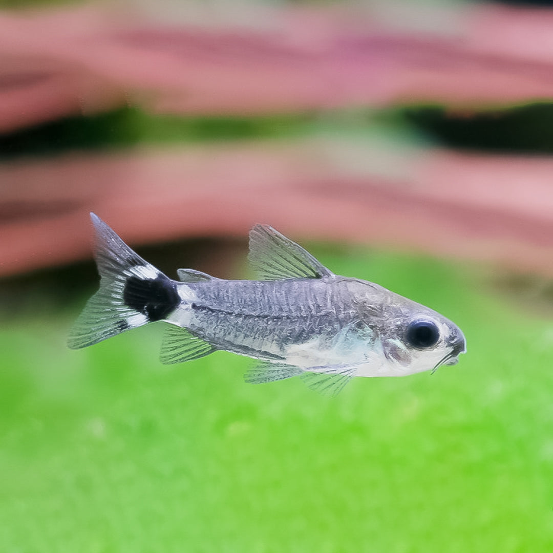 Corydora hastatus o corydora enana